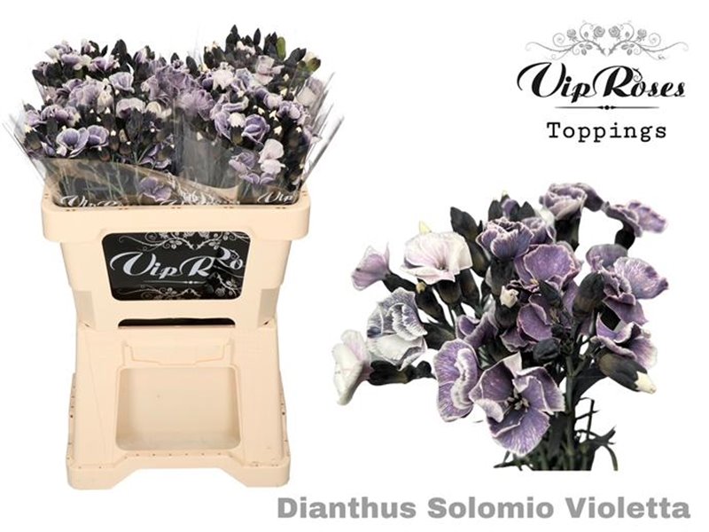 Nagelj Solomio Violetta (l50 Cm) c437