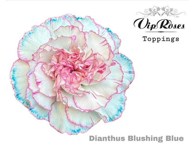 Nagelj Solomio Violetta (l50 Cm) c438