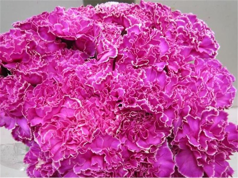 Nagelj G Cerise c466