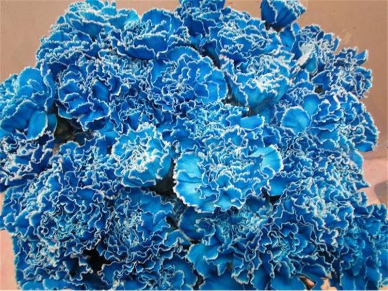 Nagelj G Pale Blue c467