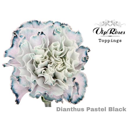 Nagelj Pastel Black c522