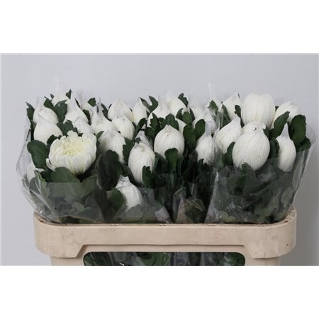 Marjetka Andrea Red c602