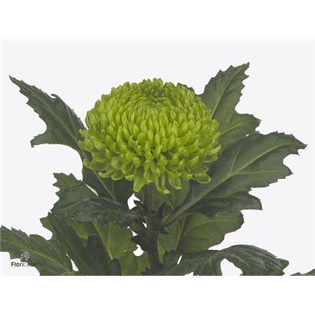 Marjetka deco Alemani c604