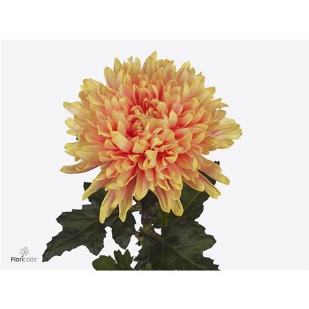 Marjetka deco Antonov c610