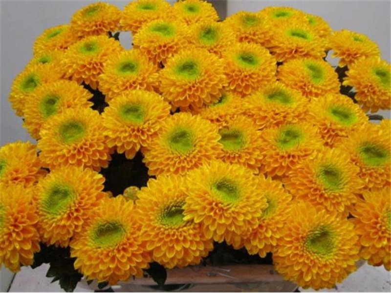 Marjetka deco Brasiliana Orange c635