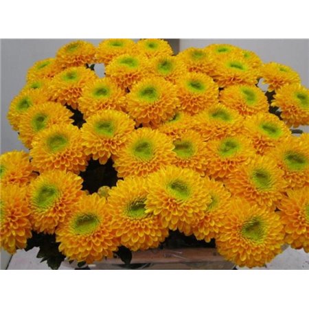 Marjetka deco Brasiliana Orange c635