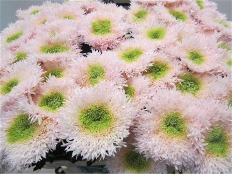 Marjetka deco Dusty Latte c639