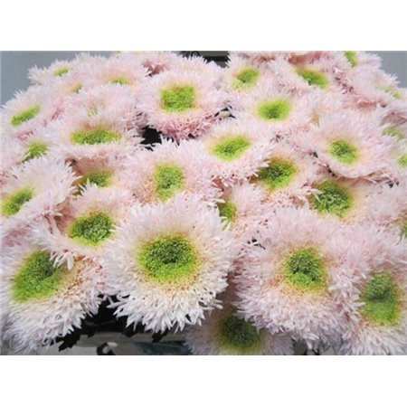 Marjetka deco Dusty Latte c639