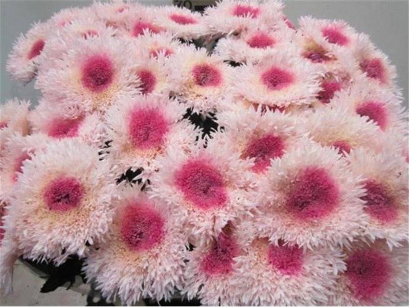 Marjetka deco Etrusko Rose / Rose c640