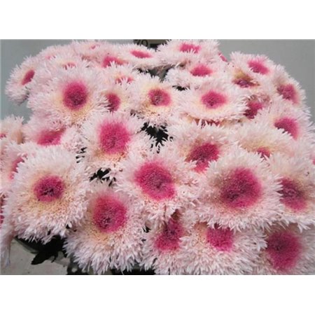 Marjetka deco Etrusko Rose / Rose c640