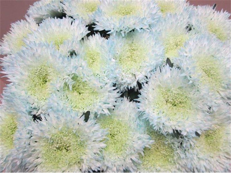 Marjetka deco Etrusko Sweet Blue c641