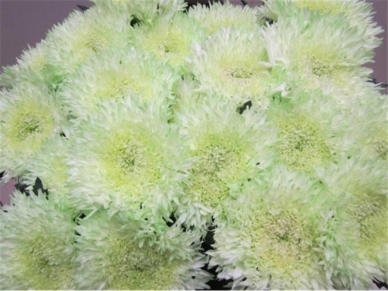 Marjetka deco Etrusko Sweet Blue c642