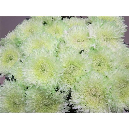 Marjetka deco Etrusko Sweet Blue c642