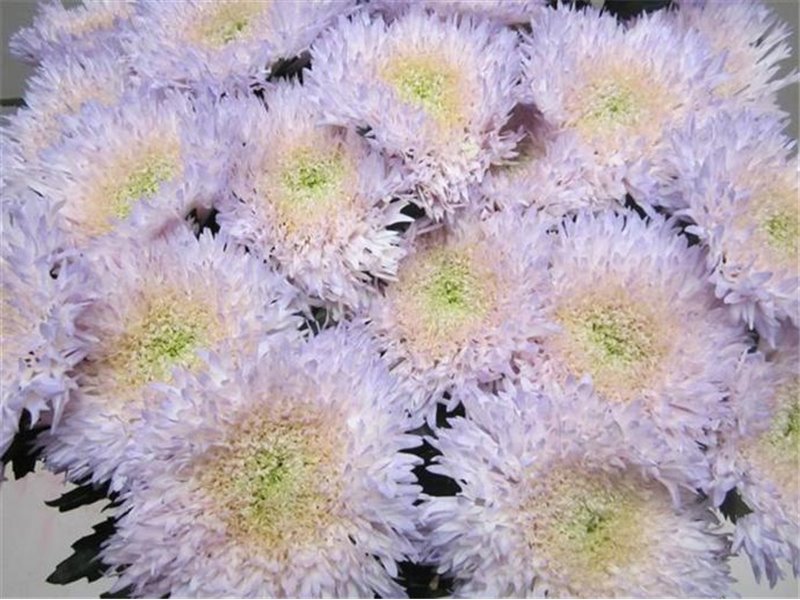 Marjetka deco Etrusko Sweet Green c643