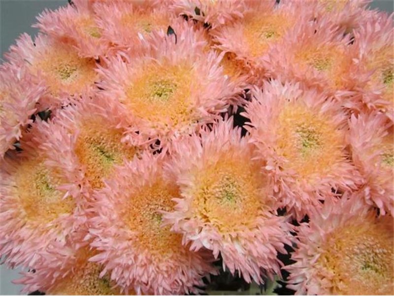 Marjetka deco Etrusko Sweet Milka c644