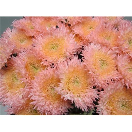 Marjetka deco Etrusko Sweet Milka c644