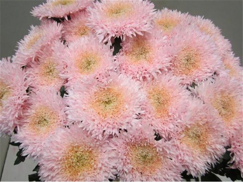 Marjetka deco Etrusko Sweet Rose c645