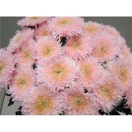 Marjetka deco Etrusko Sweet Rose c645