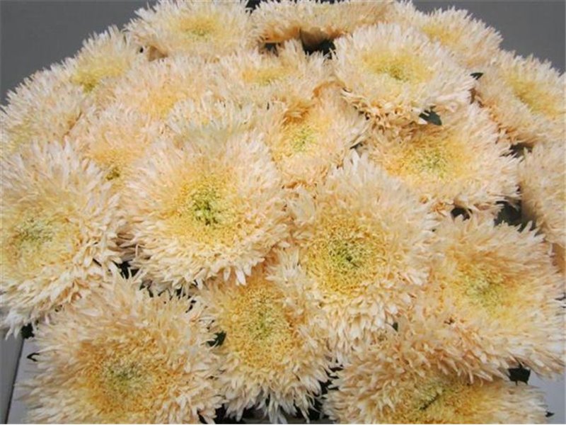 Marjetka deco Etrusko Sweet Rose c646