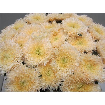 Marjetka deco Etrusko Sweet Rose c646