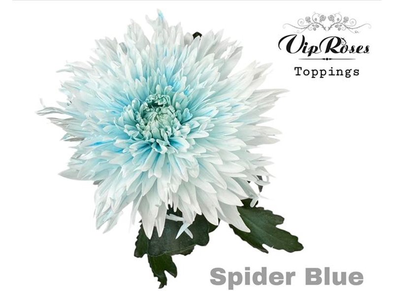 Marjetka deco Spider Blue c668