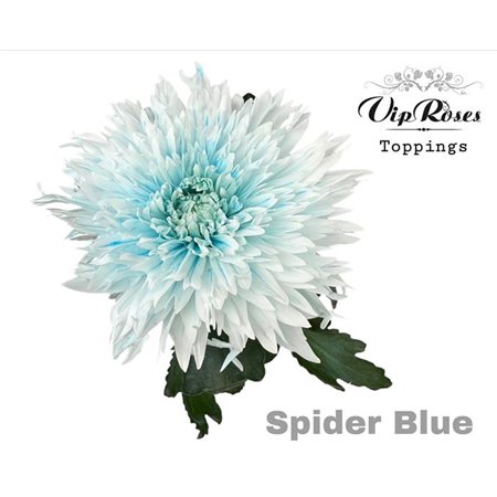 Marjetka deco Spider Blue c668