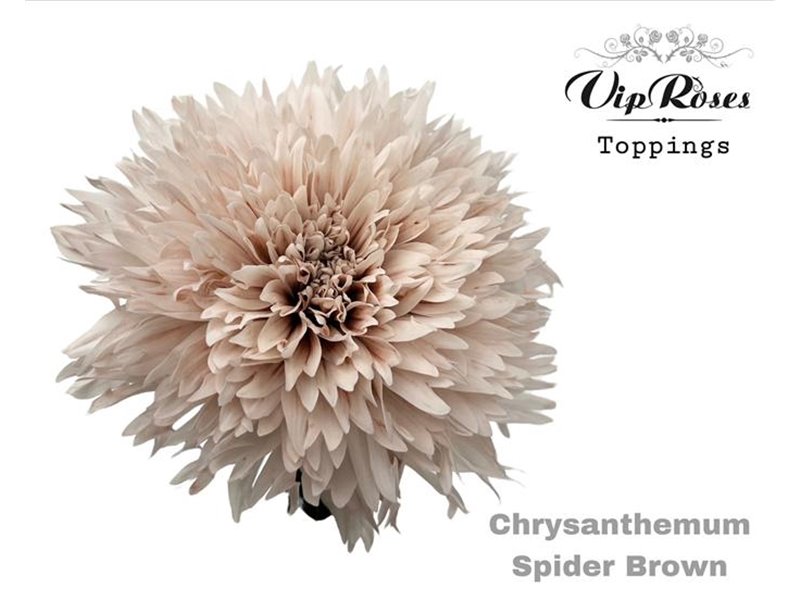 Marjetka deco Spider Brown c669