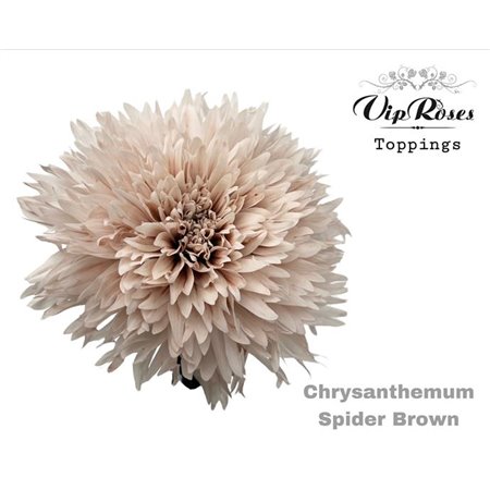 Marjetka deco Spider Brown c669