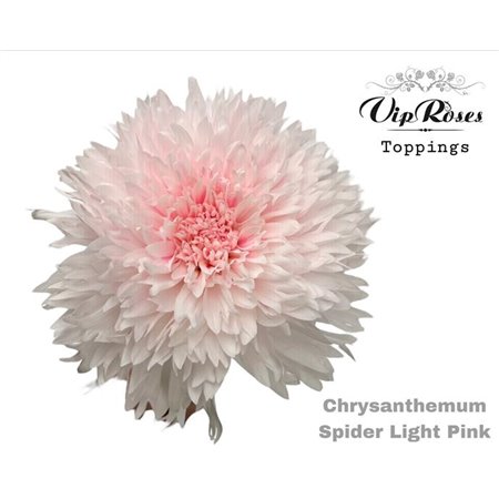 Marjetka deco Spider Light Pink c670