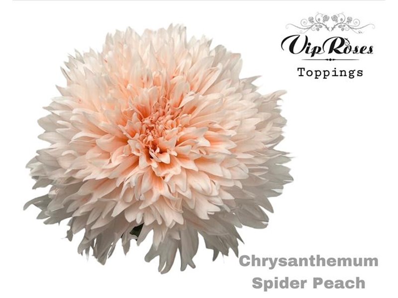 Marjetka deco Spider Peach c671