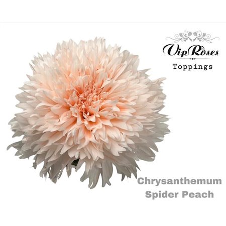 Marjetka deco Spider Peach c671