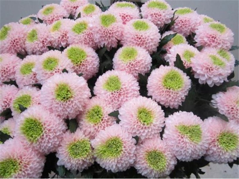 Marjetka deco Superbowl Rose / Green c677