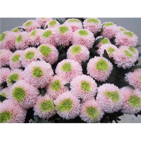 Marjetka deco Superbowl Rose / Green c677