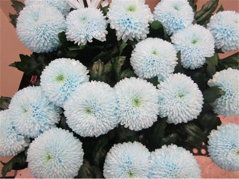 Marjetka deco Superbowl Sweet Blue c679