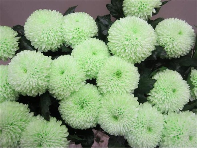 Marjetka deco Superbowl Sweet Green c680