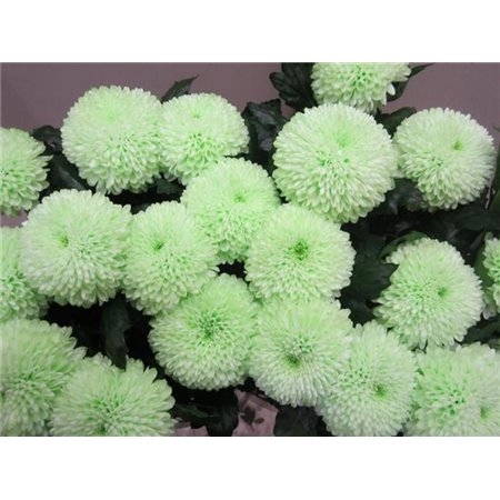 Marjetka deco Superbowl Sweet Green c680