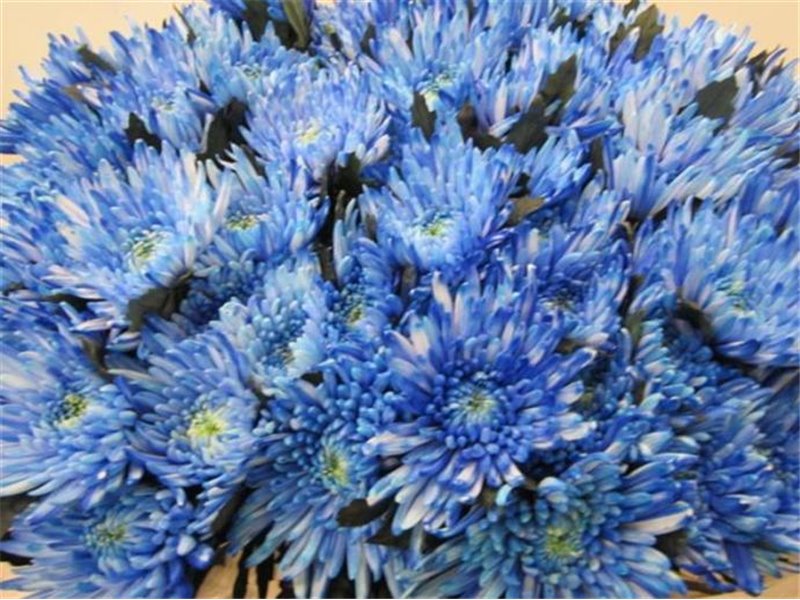 Marjetka deco Topspin Blue c687