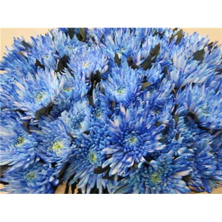 Marjetka deco Topspin Blue c687