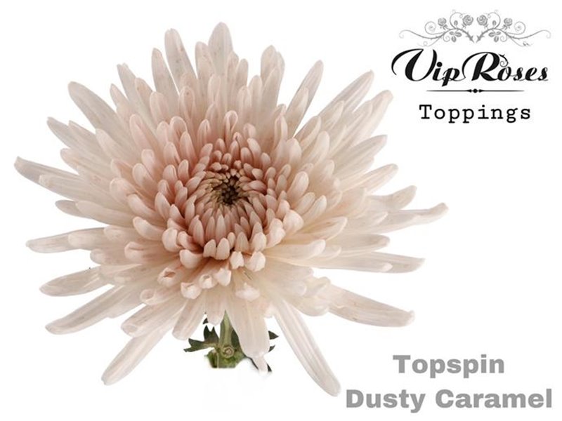 Marjetka deco Topspin Dusty Caramel c689