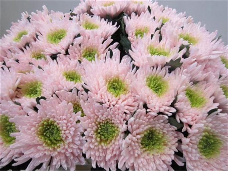 Marjetka deco Topspin G Rose / Green c693