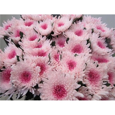 Marjetka deco Topspin G Rose / Green c694