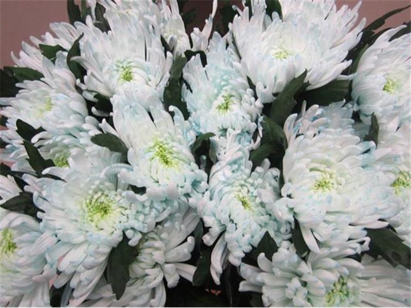 Marjetka deco Topspin G Sweet Blue c695