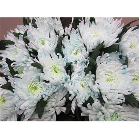 Marjetka deco Topspin G Sweet Blue c695