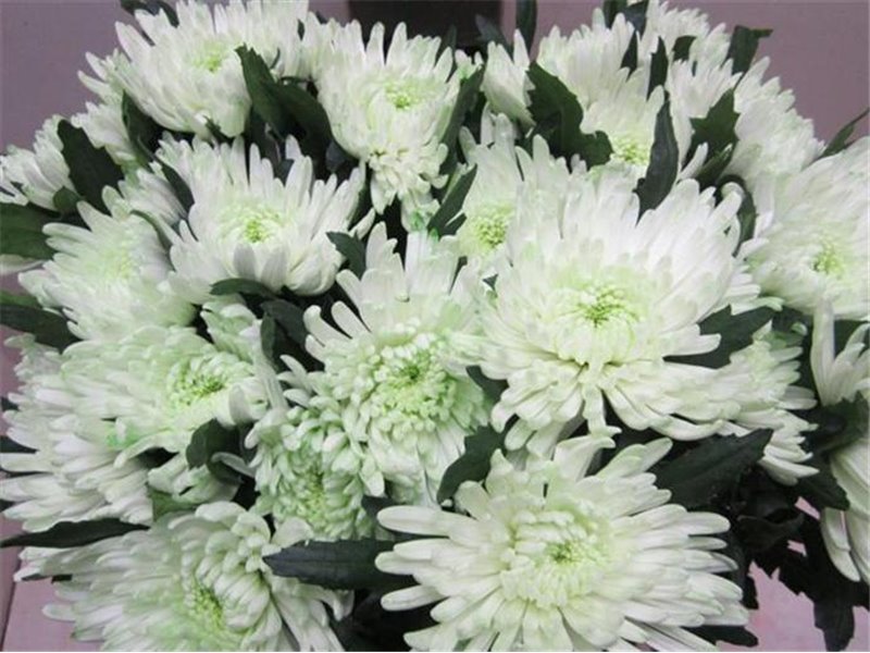 Marjetka deco Topspin G Sweet Green c696