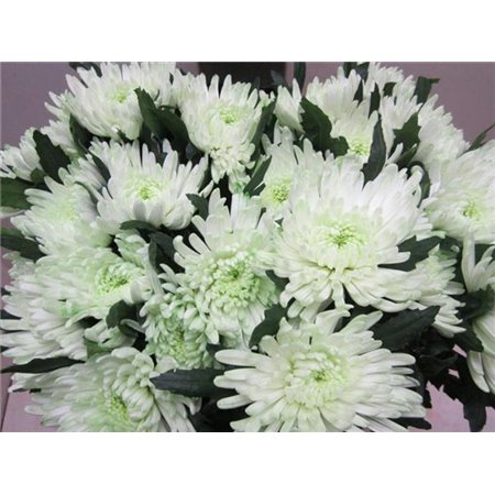 Marjetka deco Topspin G Sweet Green c696