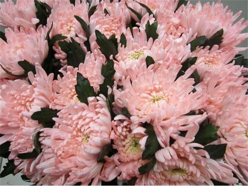 Marjetka deco Topspin G Sweet Roosvice c698