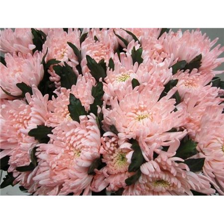 Marjetka deco Topspin G Sweet Roosvice c698