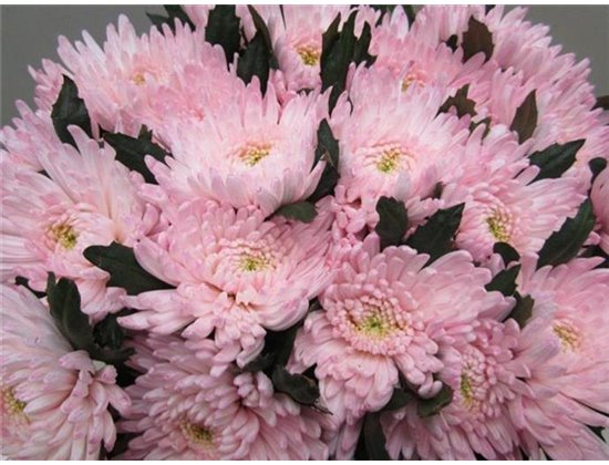 Marjetka deco Topspin G Sweet Rose c699