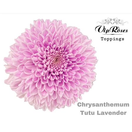 Marjetka deco Tutu Brown c703