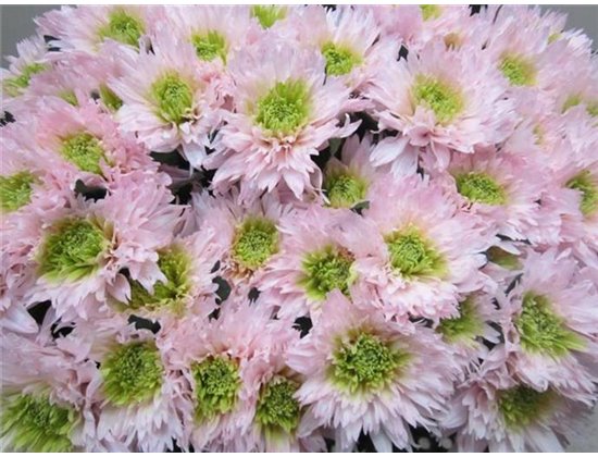 Marjetka deco Undercover Rose / Green c706